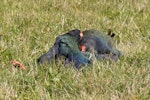 South Island takahe | Takahē. Two females fighting. Tiritiri Matangi Island, July 2015. Image © Martin Sanders by Martin Sanders.