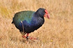 South Island takahe | Takahē. Adult walking showing foot. Tiritiri Matangi Island, March 2013. Image © Cheryl Marriner by Cheryl Marriner.