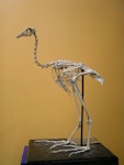Chatham Island coot. Mounted fossil skeleton (Te Papa NMNZ S.7937). Chatham Island. Image © Alan Tennyson by Alan Tennyson.
