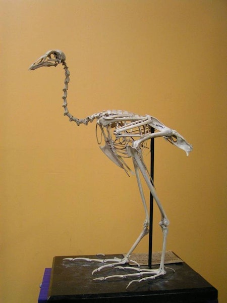 Chatham Island coot. Mounted fossil skeleton (Te Papa NMNZ S.7937). Chatham Island. Image © Alan Tennyson by Alan Tennyson.