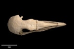 Chatham Island coot. Skull (dorsal).Te Papa OR.007937. Chatham Islands. Image © Te Papa.