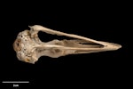 Chatham Island coot. Skull and mandible (ventral).Te Papa OR.007937. Chatham Islands. Image © Te Papa.