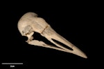 Chatham Island coot. Skull (oblique).Te Papa OR.007937. Chatham Islands. Image © Te Papa.