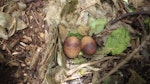 Chatham Island snipe. Nest with 2 eggs. Mangere Island, Chatham Islands, December 2022. Image © Steve Pilkington by Steve Pilkington.
