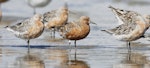 Red knot | Huahou. Adult bird in breeding plumage with an intensity and prevalence of red feathering indicating it is likely to be of the subspecies piersmai. Manawatu River estuary, March 2013. Image © Phil Battley by Phil Battley.
