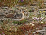 Red knot | Huahou. Adult with chick in tundra. Seward Peninsula, Alaska, June 2009. Image © Craig Steed by Craig Steed.