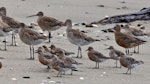 Red knot | Huahou. Adult birds in breeding plumage in front of larger bar-tailed godwits. Motueka Sandspit, February 2012. Image © Rebecca Bowater FPSNZ by Rebecca Bowater FPSNZ.
