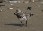 Great knot. Adult in breeding plumage. Geum estuary, South Korea, April 2007. Image © Phil Battley by Phil Battley.