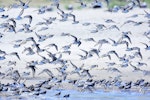 Sanderling. Flock landing. Baie de Somme, France, August 2017. Image © Cyril Vathelet by Cyril Vathelet.