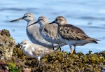 Ruddy turnstone. Non-breeding adult (on right) with grey-tailed tattler on extreme left, and curlew sandpiper. Soldiers Beach, Norah Head, New South Wales, Australia, December 2013. Image © Steven Merrett by Steven Merrett.