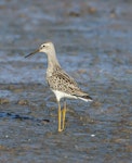 Stilt sandpiper. Juvenile. Quivira National Wildlife Refuge, September 2014. Image © David A. Rintoul by David A. Rintoul.
