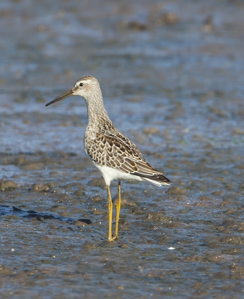 Stilt sandpiper. Juvenile. Quivira National Wildlife Refuge, September 2014. Image © David A. Rintoul by David A. Rintoul.