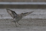 Sharp-tailed sandpiper | Kohutapu. Non-breeding adult with wings raised. Lake Ellesmere, February 2014. Image © Steve Attwood by Steve Attwood.