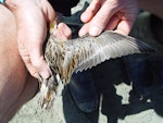 Sharp-tailed sandpiper | Kohutapu. Dorsal view of bird in the hand. Manawatu River estuary, November 2009. Image © Graeme Taylor by Graeme Taylor.