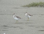 Sharp-tailed sandpiper | Kohutapu. Two adults in non-breeding plumage walking on beach. Manawatu River estuary, December 2012. Image © Alan Tennyson by Alan Tennyson.