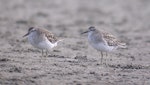 Sharp-tailed sandpiper | Kohutapu. Pair in non-breeding plumage. Little Waihi estuary, January 2006. Image © Tim Barnard by Tim Barnard.