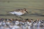 Baird's sandpiper. Juvenile. Lake Ontario, Rochester, New York, August 2008. Image © Dominic Sherony by Dominic Sherony.
