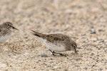 White-rumped sandpiper. Adult non breeding feeding on beach. Volunteer Point, Falkland Islands, November 2018. Image © Glenda Rees by Glenda Rees.
