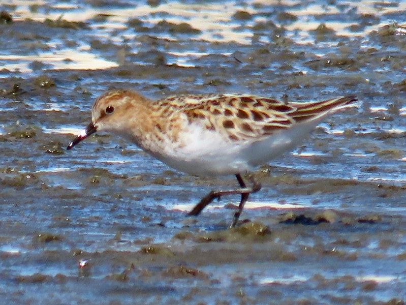 Little stint. Adult. Manukau Harbour, October 2019. Image © Scott Brooks by Scott Brooks.