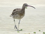 Eurasian whimbrel. Adult Asiatic whimbrel. Ngunguru sandspit, December 2016. Image © Scott Brooks (ourspot) by Scott Brooks.