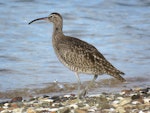 Eurasian whimbrel. Adult Asiatic whimbrel. Ngunguru, February 2017. Image © Scott Brooks (ourspot) by Scott Brooks.
