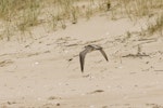 Eurasian whimbrel. Adult Asiatic whimbrel in flight. Ngunguru sandspit, Northland, September 2010. Image © Malcolm Pullman by Malcolm Pullman.