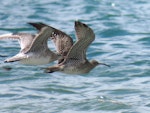 Eurasian whimbrel. Asiatic whimbrel in flight (right) with bar-tailed godwit. Ngunguru sandspit, February 2018. Image © Scott Brooks (ourspot) by Scott Brooks.