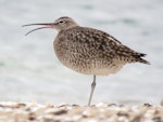 Eurasian whimbrel. Adult Asiatic whimbrel displaying rhynchokinesis (flexure of the upper beak). Ngunguru, March 2017. Image © Scott Brooks (ourspot) by Scott Brooks.