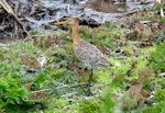Black-tailed godwit. Adult in breeding plumage. Buldir Island, Alaska, June 2009. Image © Raymond Buchheit by Raymond Buchheit.