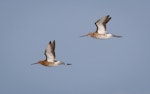 Black-tailed godwit. Adults in breeding plumage in flight. Broome, Western Australia, March 2015. Image © Richard Else by Richard Else.