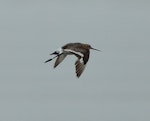 Black-tailed godwit. Adult in breeding plumage in flight, showing upperwing. Miranda, January 2014. Image © Bartek Wypych by Bartek Wypych.
