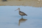 Hudsonian godwit. Adult in breeding plumage, on northward migration. Akimiski Island, James Bay, Canada, June 2009. Image © Lisa Pollock by Lisa Pollock.