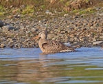 Hudsonian godwit. Adult in breeding plumage. Westchester Lagoon, Anchorage, Alaska, May 2015. Image © Nigel Voaden by Nigel Voaden.