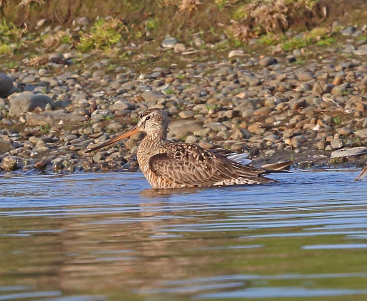Hudsonian godwit. Adult in breeding plumage. Westchester Lagoon, Anchorage, Alaska, May 2015. Image © Nigel Voaden by Nigel Voaden.