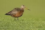 Hudsonian godwit. Adult male in breeding plumage. Victoria, British Columbia, May 2013. Image © Mike Ashbee by Mike Ashbee.