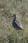 Hudsonian godwit. Adult in breeding plumage. Burntpoint Creek, Hudson Bay, Canada, June 2014. Image © Lisa Pollock by Lisa Pollock.