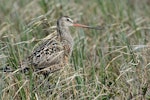 Hudsonian godwit. Adult in breeding plumage. Burntpoint Creek, Hudson Bay, Canada, June 2014. Image © Lisa Pollock by Lisa Pollock.
