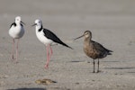 Hudsonian godwit. Adult entering breeding plumage (right), with pied stilts. Kaikorai Estuary, March 2023. Image © Oscar Thomas by Oscar Thomas.