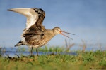 Hudsonian godwit. Adult breeding wings raised. Parksville, British Columbia, Canada, May 2011. Image © Mike Ashbee by Mike Ashbee.