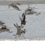 Hudsonian godwit. Overwintering bird taking off among bar-tailed godwits. Miranda, August 2005. Image © Phil Battley by Phil Battley.