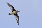 Hudsonian godwit. Immature in flight (with wing moult). Awarua Bay, August 2016. Image © Glenda Rees by Glenda Rees.