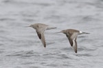 Hudsonian godwit. Non-breeding adult in flight (right) with bar-tailed godwit. Reef Island, Western Port Bay, Victoria, December 2017. Image © Con Duyvestyn 2018 birdlifephotography.org.au by Con Duyvestyn.