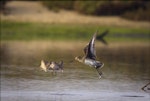Hudsonian godwit. Non-breeding adult in flight (right) with bar-tailed godwit. Altona, Victoria, June 2009. Image © John Stirling 2010 birdlifephotography.org.au by John Stirling.
