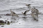 Hudsonian godwit. Non-breeding adult (centre, with dark underwing) with 8 bar-tailed godwits. Reef Island, Western Port Bay, Victoria, December 2017. Image © Tim Van Leeuwen 2018 birdlifephotography.org.au by Tim Van Leeuwen.