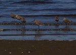 Hudsonian godwit. Adults in non-breeding plumage. Puerto Montt, Chile, January 2009. Image © Colin Miskelly by Colin Miskelly.