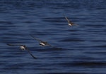 Hudsonian godwit. Non-breeding adults in flight. Puerto Montt, Chile, January 2009. Image © Colin Miskelly by Colin Miskelly.
