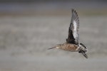 Hudsonian godwit. Adult entering breeding plumage in flight. Kaikorai Estuary, March 2023. Image © Oscar Thomas by Oscar Thomas.
