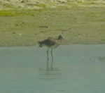 Hudsonian godwit. Non-breeding adult. Ki-Wainono, South Canterbury, March 2006. Image © Nicholas Allen by Nicholas Allen.