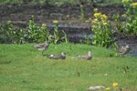 Hudsonian godwit. Juveniles. Akimiski Island, James Bay, Canada, August 2008. Image © Lisa Pollock by Lisa Pollock.