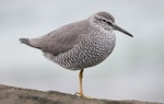 Wandering tattler. Adult in breeding plumage. Rarotonga, Cook Islands, April 2014. Image © Philip Griffin by Philip Griffin.